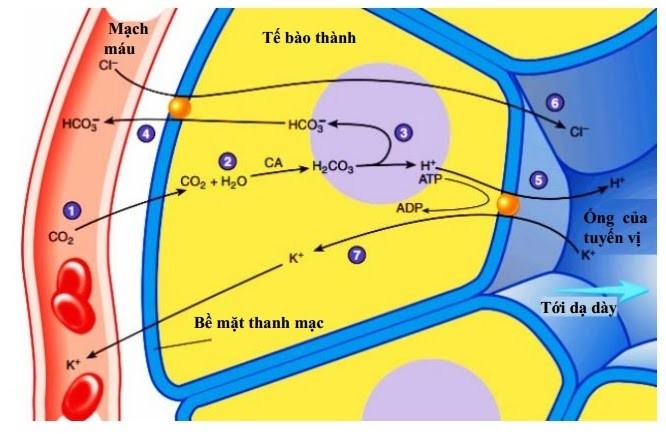 Sơ đồ sản xuất axit HCl từ tế bào thành dạ dày