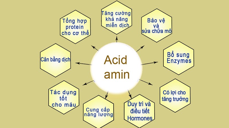 Axit amin đóng vai trò quan trọng trong cơ thể