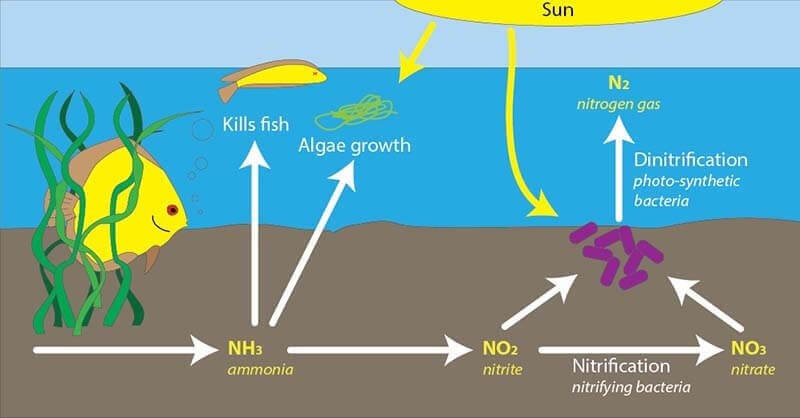 Quá trình nitrat hóa diễn ra do vi khuẩn sống trong đất,...