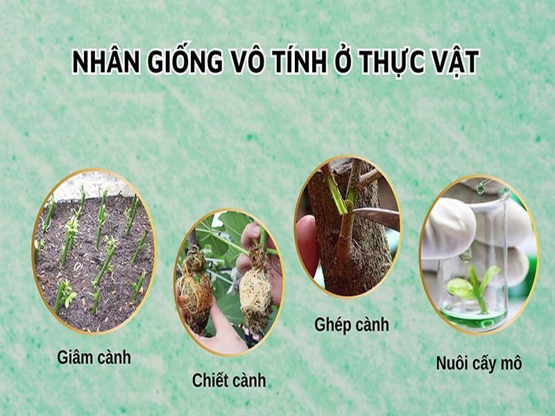 sinh-san-vo-spirit-o-thuc-vat-4