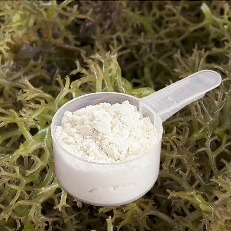 carrageenan-2