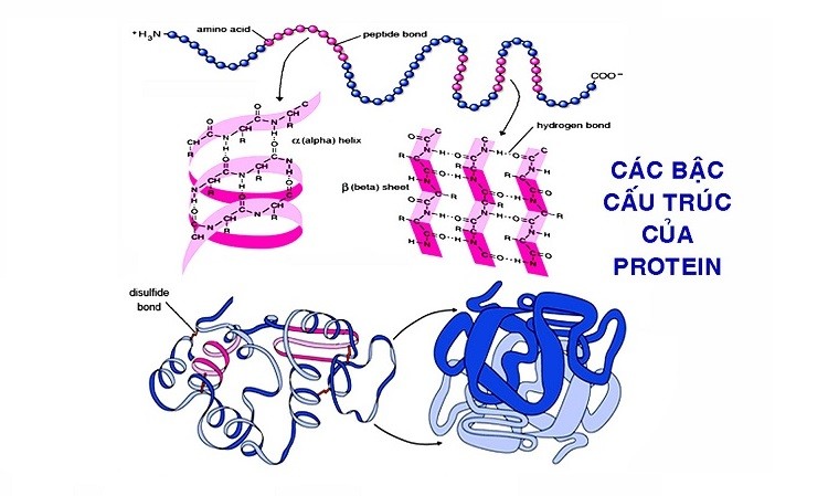 carb-cau-truc-protein