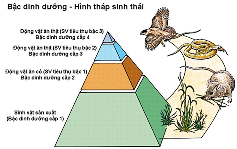 mặt-sinh-thai-la-gi-2