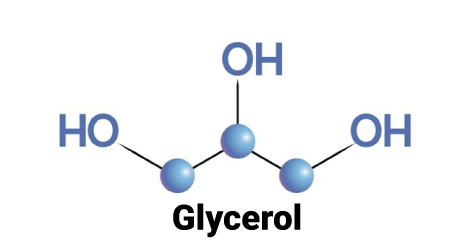 Cấu trúc phân tử Glycerin