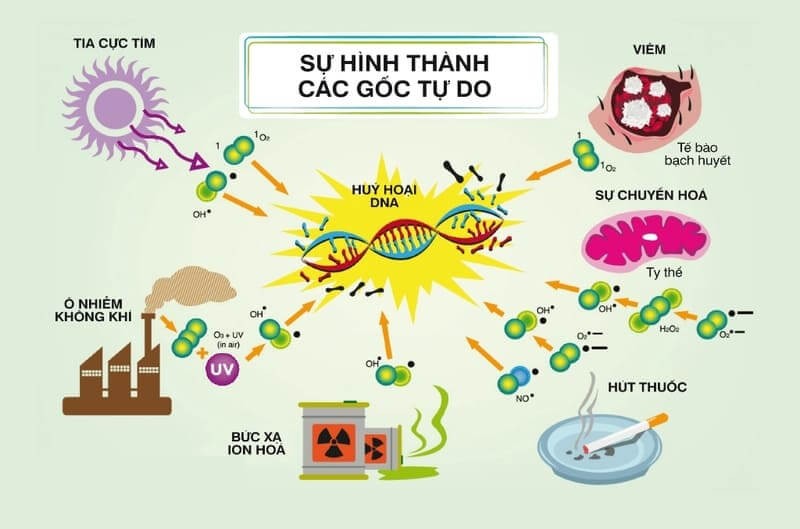 goc-tu-do-3