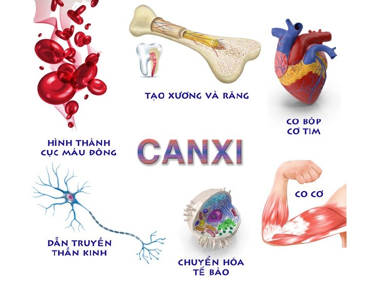 role-tro-canxi-doi-voi-co-the