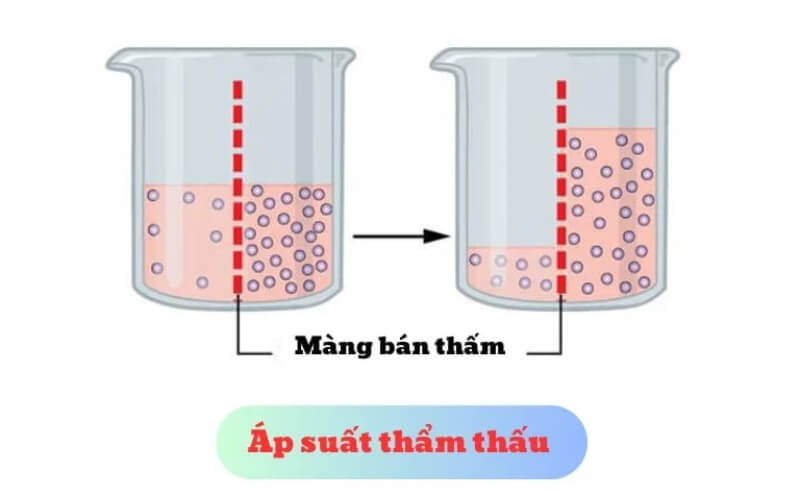 ap-suat-tham-thau-1