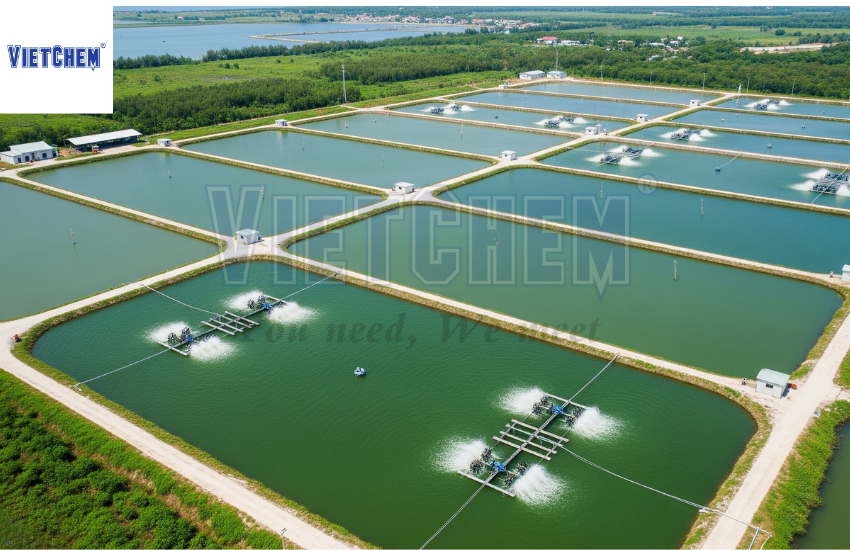 cac-mo-hinh-nuoi-tom-su