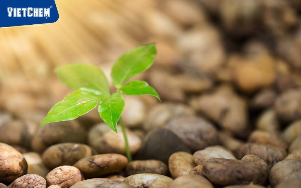 chống ung thư-hop-cua-cary