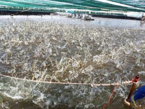 Những công dụng tuyệt vời của Axit Formic trong nuôi tôm