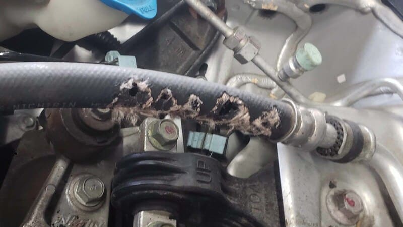 Cách chống chuột cắn dây điện hiệu quả và đơn giản chuột có thể đổi hướng 1