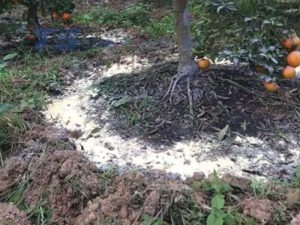 Công dụng của Ca(OH)2 là làm giảm độ chua của đất