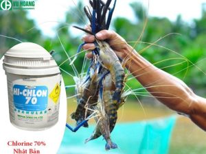 Cẩn thận khi sử dụng clo trong nuôi tôm