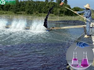 Cách sử dụng thuốc tím cho cá, tôm