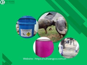 Ứng dụng thuốc tím trong khử trùng chuồng trâu
