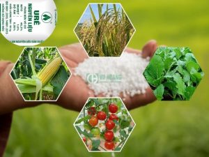 Ứng dụng phân urê