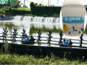 Hóa chất Chlorine 70 của Nhật dùng trong nuôi trồng thủy sản