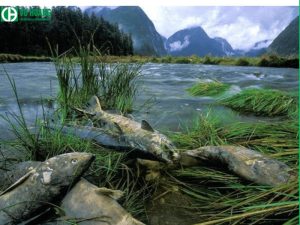 Mưa axit giết chết hàng loạt động vật và gây suy nhược