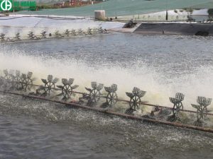 Sử dụng hóa chất Anion Polymer – Accofloc A110 PWG trong xử lý nước nuôi trồng thủy sản