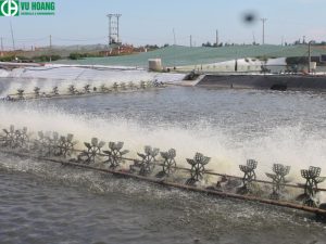 Sử dụng Anion Polymer – Accofloc A-110 trong xử lý nước nuôi trồng thủy sản