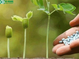 HNO3 được sử dụng trong sản xuất phân bón