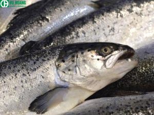 Ăn thực phẩm có chứa formalin sẽ ảnh hưởng đến sức khỏe của bạn. Nguy cơ tử vong 