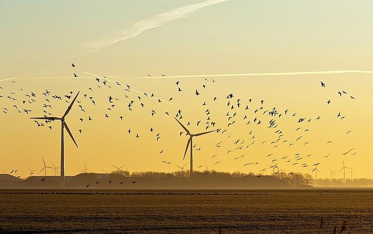 Tác động đến động vật hoang dã địa phương