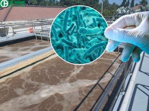 Vai trò của vi sinh vật trong xử lý ô nhiễm nước thải