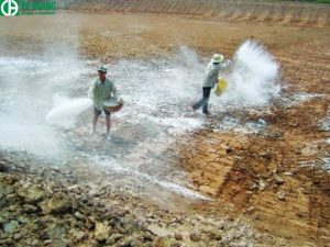 Nông dân bón vôi để cải tạo đất ao hồ