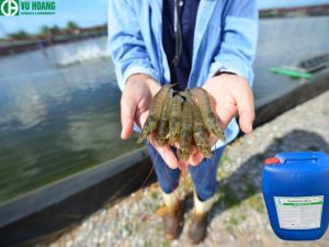 Determine the appropriate time to use hydrogen peroxide in shrimp ponds