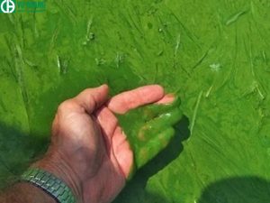 Using hydrogen peroxide in shrimp farming has the ability to kill toxic algae.