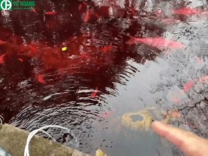 Bạn nên sử dụng thuốc tím theo đúng hướng dẫn để an toàn cho cá 