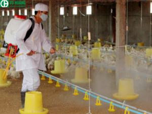 Phun dung dịch thuốc tím vào chuồng gà