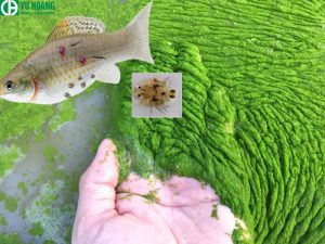 Thuốc tím giúp trị bệnh ký sinh ở cá