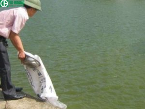 Bột vôi công nghiệp xử lý nước 