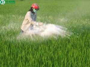 Dùng Ca(OH) để khử phèn và khử chua cho đất. Giúp cây phát triển tốt