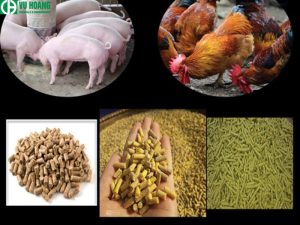 Là nguyên liệu cho gia súc, gia cầm