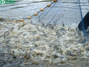 Bổ sung magie cho ao nuôi tôm