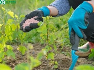 Dùng trong bón phân cho cây trồng