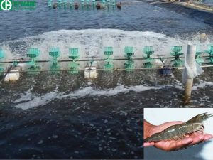 Formalin dùng khử trùng ao nuôi tôm