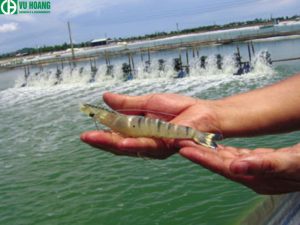 Sử dụng formalin trong xử lý ao nuôi tôm