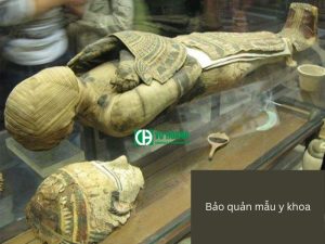 Bảo quản và ướp xác