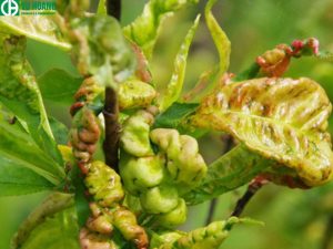 HCl còn có tác dụng ức chế sự co rút của tế bào biểu bì ở lá