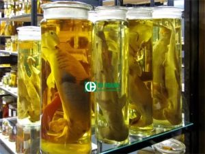 Bảo quản mẫu động vật