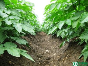 KCl dùng trong nông nghiệp