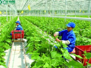 Sử dụng KCl làm phân bón