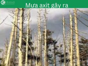 Do mưa axit gây ra