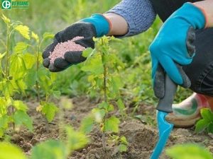 Ứng dụng làm phân bón